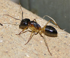 sugar-ant