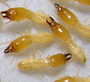 subterranean-termite-300x274