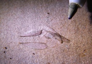 Drywood Termite Wings