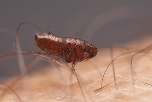 Fleas on Human Skin