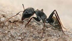 Carpenter-Ant