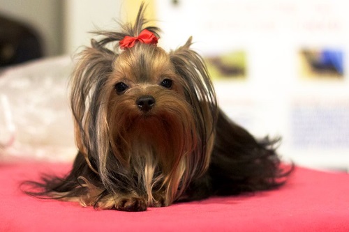 best flea treatment for yorkies