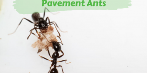 How to Get Rid of Pavement Ants