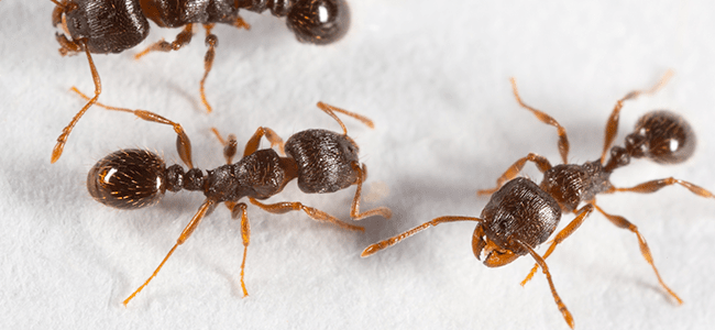 Pavement Ants
